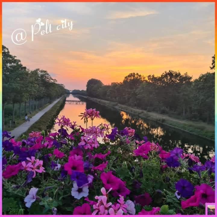 Neerpelt La Rose Bed & Breakfast エクステリア 写真
