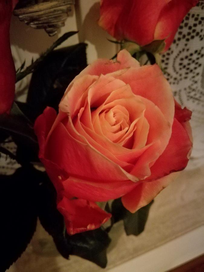 Neerpelt La Rose Bed & Breakfast エクステリア 写真